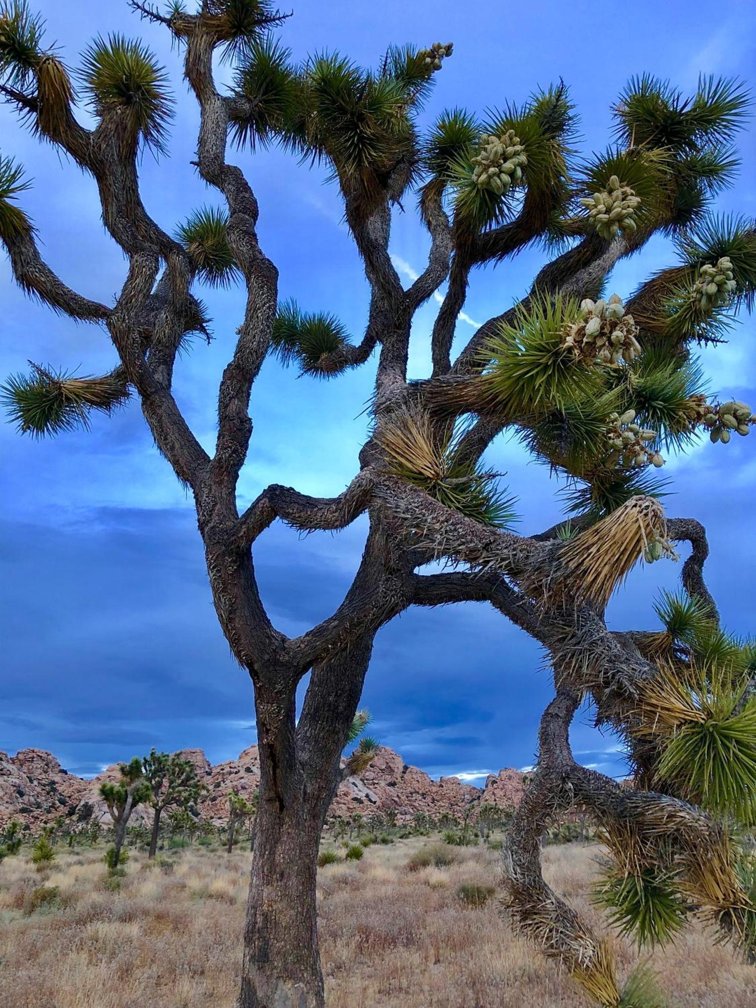 Cozy Desert Retreat With Amazing Views Only 4 Miles To Jtnp Joshua Tree Exterior foto